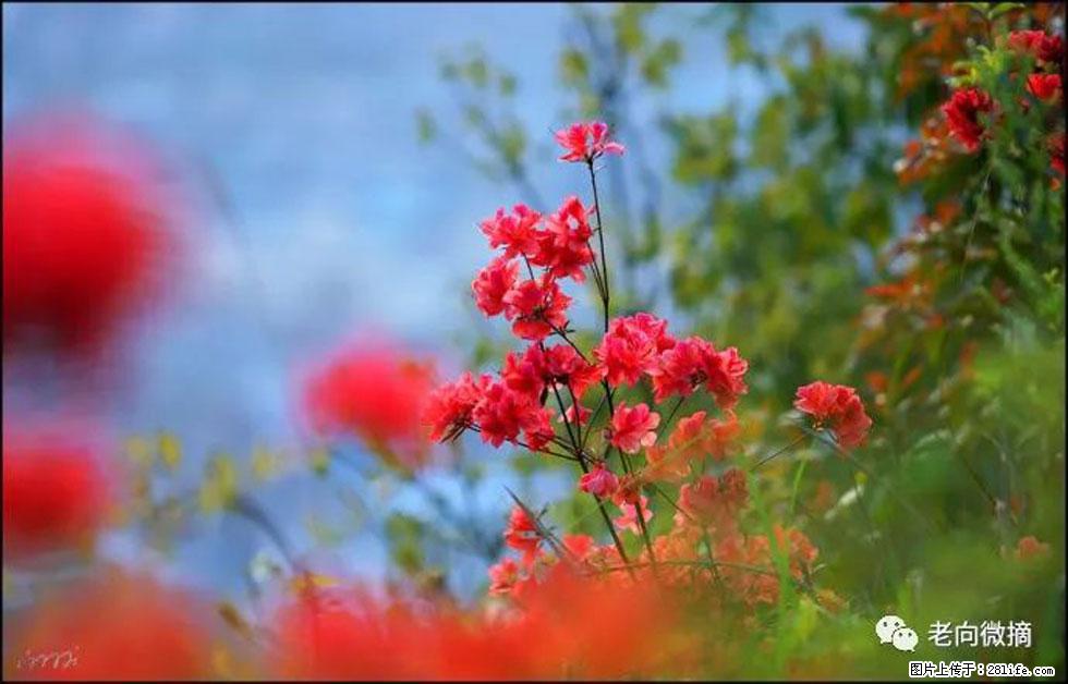 【春天,广西桂林灌阳县向您发出邀请!】登麒麟山,相约映山红 - 游山玩水 - 阳泉生活社区 - 阳泉28生活网 yq.28life.com