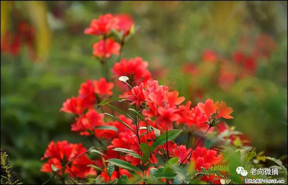 【春天,广西桂林灌阳县向您发出邀请!】登麒麟山,相约映山红 - 游山玩水 - 阳泉生活社区 - 阳泉28生活网 yq.28life.com
