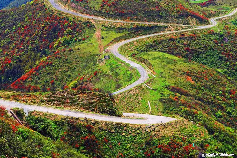 【春天,广西桂林灌阳县向您发出邀请!】春木界上映山红 - 游山玩水 - 阳泉生活社区 - 阳泉28生活网 yq.28life.com