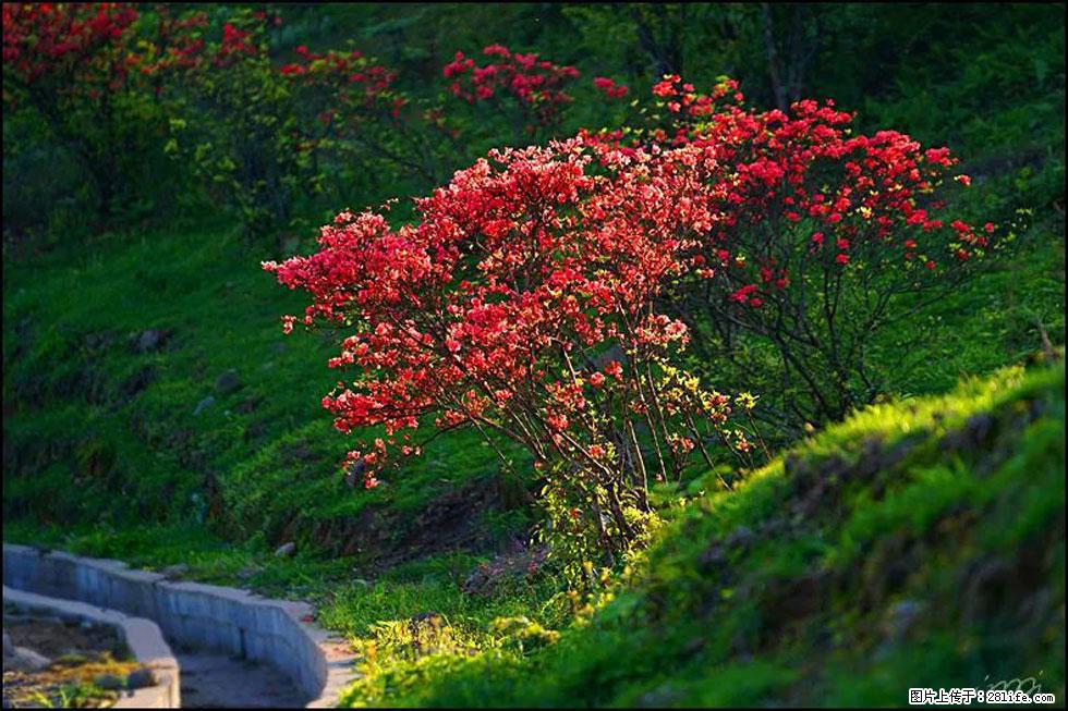 【春天,广西桂林灌阳县向您发出邀请!】春木界上映山红 - 游山玩水 - 阳泉生活社区 - 阳泉28生活网 yq.28life.com