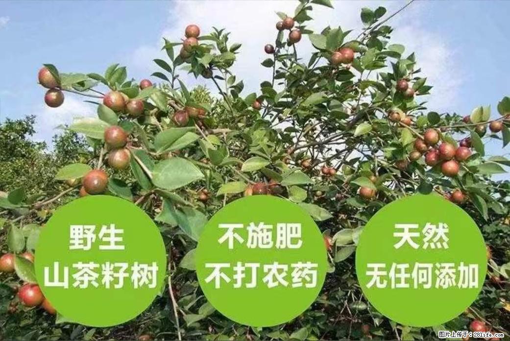 【灌阳县油茶产业示范区】一个有着充实的精神生活的人,对待身外之物自会有一种淡泊的态度 - 美食天地 - 阳泉生活社区 - 阳泉28生活网 yq.28life.com