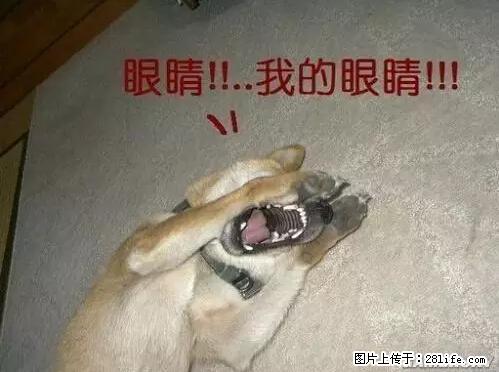 笑癫了!一女的怀孕三年未生,他终于忍不住了... - 娱乐八卦 - 阳泉生活社区 - 阳泉28生活网 yq.28life.com