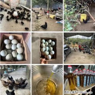 油茶园从小鸡仔开始养起的纯土鸡、土鸡蛋可以预定啦！还有前几天刚榨的纯山茶油哦 - 阳泉28生活网 yq.28life.com