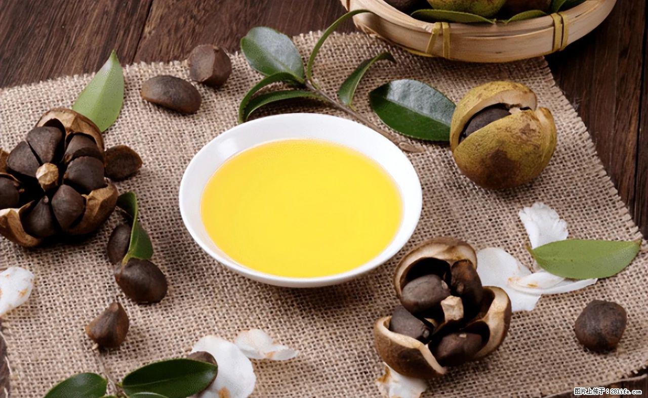 揭秘茶油的5大核心营养成分！被称为人体健康的“守护盾”！ - 阳泉生活资讯 - 阳泉28生活网 yq.28life.com