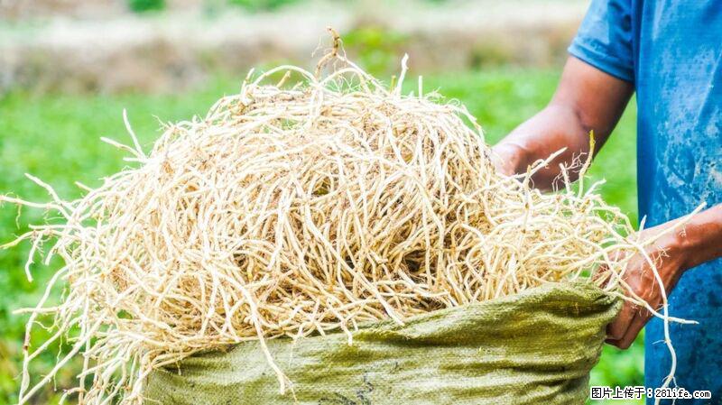 堪称“最难吃”的蔬菜,却是 “抗辐射神器”,还能护肺、清热、止咳化痰! - 阳泉生活资讯 - 阳泉28生活网 yq.28life.com