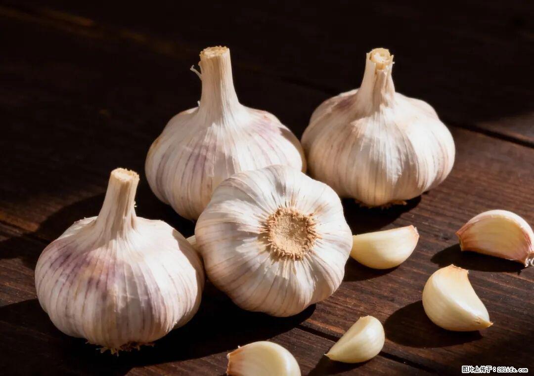 关于大蒜，除了“天然抗生素”，这4个谣言更该警惕! - 阳泉生活资讯 - 阳泉28生活网 yq.28life.com