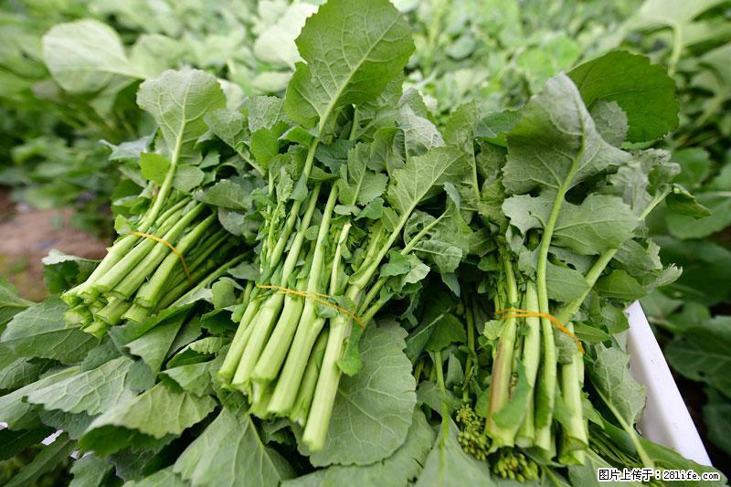 这些蔬菜是“天然钙片”,这6种被医生重点推荐 - 阳泉生活资讯 - 阳泉28生活网 yq.28life.com